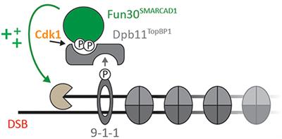 Frontiers Nucleosome Remodeling By Fun Smarcad In The Dna Damage